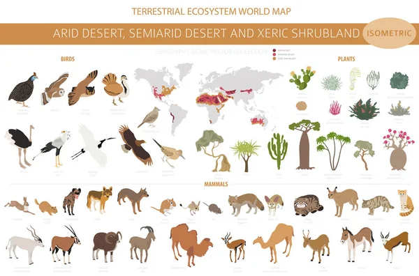 Xeric Shrubland Biome 그래픽 생태계 Animals Birds Vegetations Isometric Design — 스톡 벡터