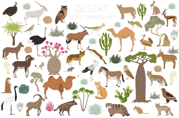 Desert Biome Xeric Shrubland Natural Region Infographic Terrestrial Ecosystem World — Stock Vector