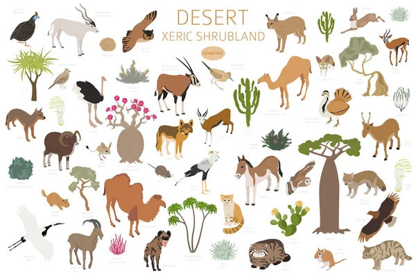 Bioma Del Deserto Bioma Arbustivo Xerico Infografica Della Regione Naturale — Vettoriale Stock