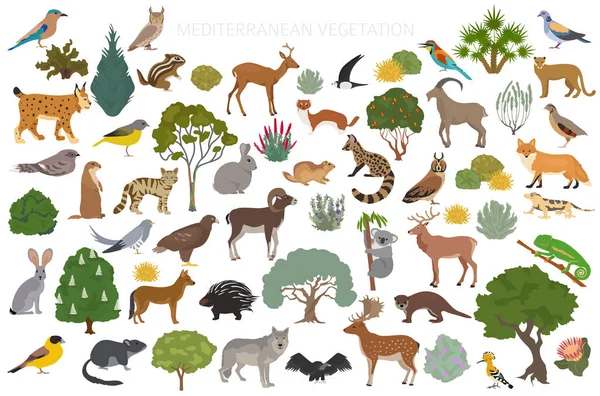 Mediterrán Növényzet Biom Természetes Régió Infografika Szárazföldi Ökoszisztéma Világtérkép Állatok — Stock Vector