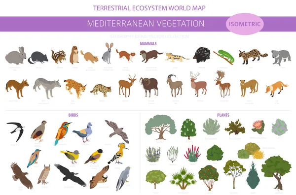 Mediterranean Vegetation Biome Natural Region Infographic Terrestrial Ecosystem World Map — Stock Vector