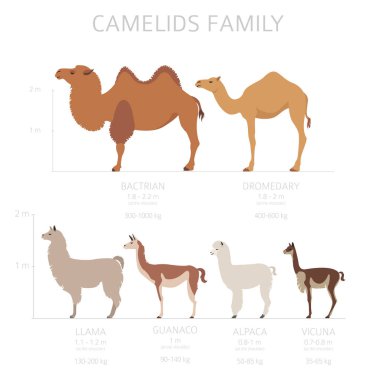 Camelids family collection. Camels and llama infographic design. Vector illustration clipart