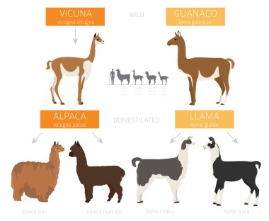 Camelids aile koleksiyonu. Lama bilgi tasarımı. Vektör illüstrasyonu