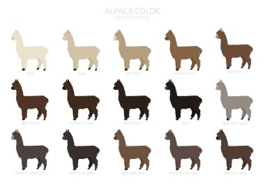 Camelids aile koleksiyonu. Alpaka grafik tasarımı. Vektör illüstrasyonu