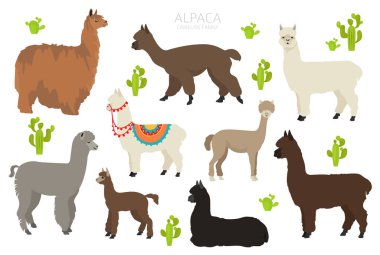 Camelids aile koleksiyonu. Alpaka grafik tasarımı. Vektör illüstrasyonu