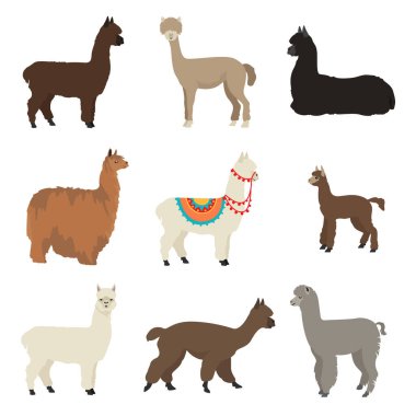 Camelids aile koleksiyonu. Alpaka grafik tasarımı. Vektör illüstrasyonu