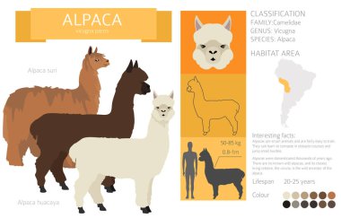 Camelids family collection. Alpaca graphic design. Vector illustration clipart