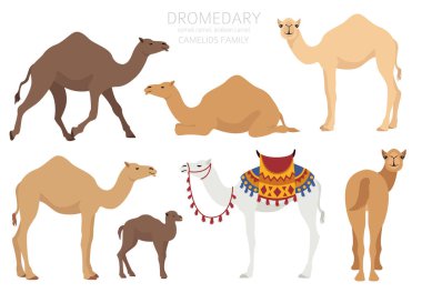 Camelids aile koleksiyonu. Dromedary deve bilgi tasarımı. Vektör illüstrasyonu