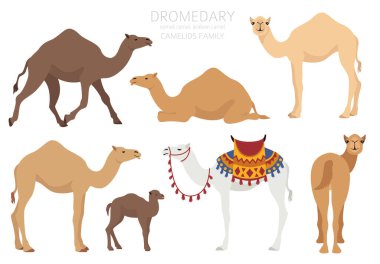 Camelids family collection. Dromedary camel infographic design. Vector illustration clipart