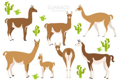 Camelids aile koleksiyonu. Guanaco grafik tasarımı. Vektör illüstrasyonu