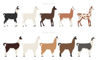 Camelids aile koleksiyonu. Lama grafik tasarımı. Vektör illüstrasyonu