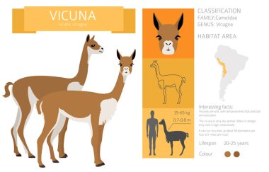 Camelids family collection. Vicuna graphic design. Vector illustration clipart