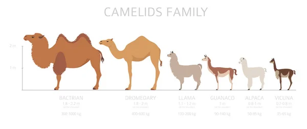 Colección Familia Camelids Diseño Infográfico Camellos Llamas Ilustración Vectorial — Archivo Imágenes Vectoriales