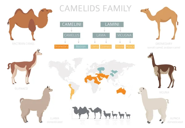 Coleção Família Camelids Camelos Lama Design Infográfico Ilustração Vetorial — Vetor de Stock