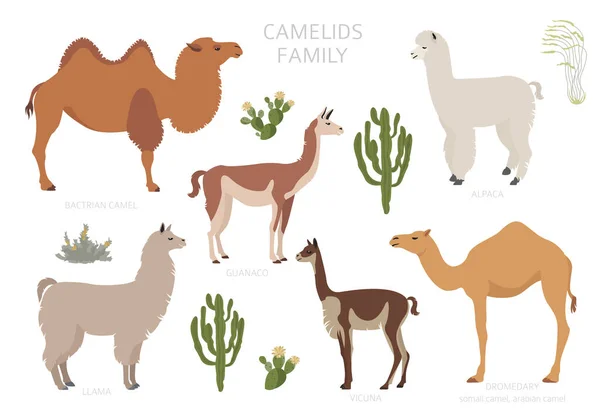 Camelids Családi Kollekció Teve Láma Infografika Design Vektorillusztráció — Stock Vector