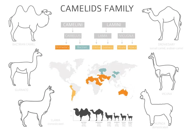 Колекція Сімейства Верблюдів Інфографічний Дизайн Верблюдів Лам Векторні Ілюстрації — стоковий вектор