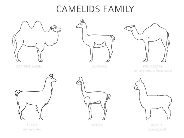 Colección Familia Camelids Diseño Infográfico Camellos Llamas Ilustración Vectorial — Vector de stock