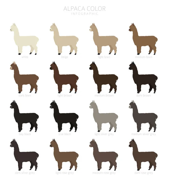 Coleção Família Camelids Projeto Gráfico Alpaca Ilustração Vetorial — Vetor de Stock