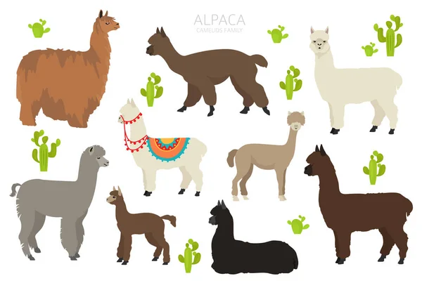 Rodinná Sbírka Camelids Alpaca Grafický Design Vektorová Ilustrace — Stockový vektor