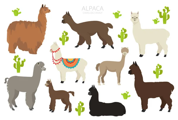 Alpaca Huacayoストックベクター ロイヤリティフリーalpaca Huacayoイラスト Depositphotos