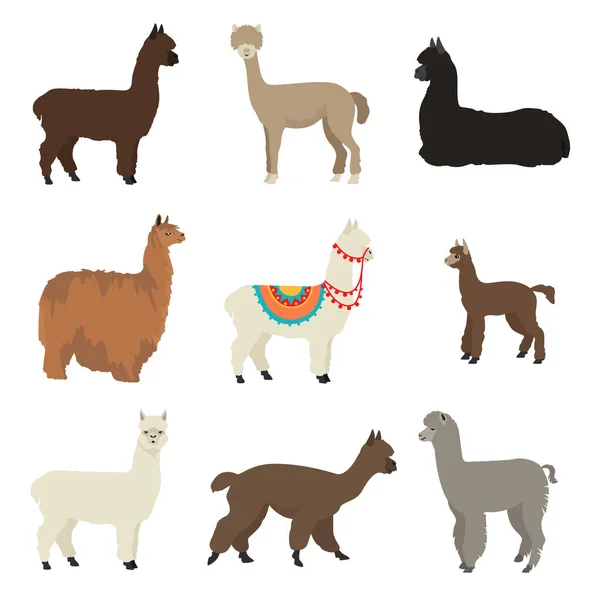 Coleção Família Camelids Projeto Gráfico Alpaca Ilustração Vetorial — Vetor de Stock