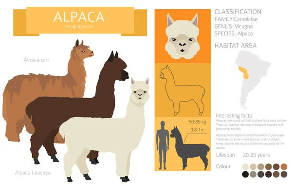 Colección Familia Camelids Diseño Gráfico Alpaca Ilustración Vectorial — Vector de stock