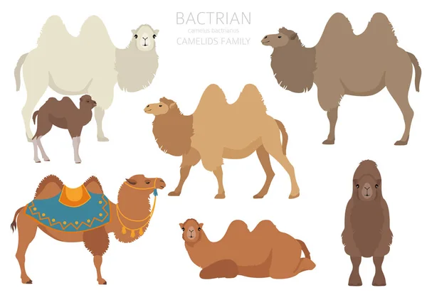 Collezione Famiglia Camelids Disegno Infografico Cammello Battriano Illustrazione Vettoriale — Vettoriale Stock