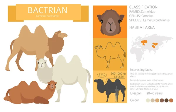 Camelids Släktsamling Bactrian Kamel Infografisk Design Vektorillustration — Stock vektor