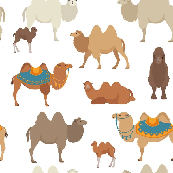 Collezione Famiglia Camelids Disegno Infografico Cammello Battriano Illustrazione Vettoriale — Vettoriale Stock