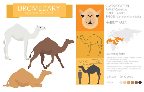 Rodinná Sbírka Camelids Dromedary Velbloudí Infographic Design Vektorová Ilustrace — Stockový vektor