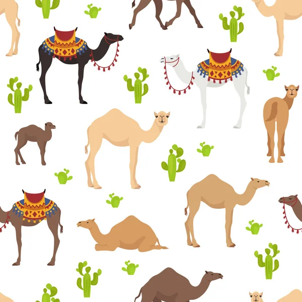 Rodzinna Kolekcja Camelidów Dromedarny Wielbłąd Bezszwowy Design Ilustracja Wektora — Wektor stockowy