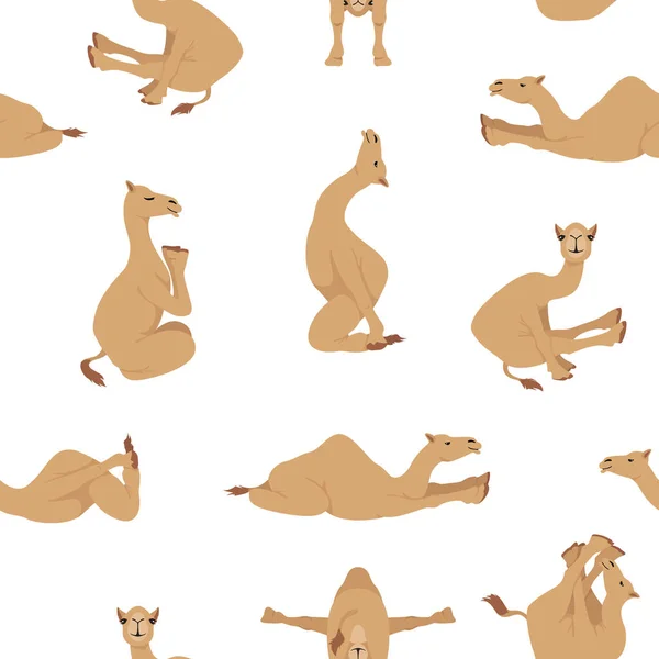 Camelids Familie Collectie Dromedary Kameel Yoga Naadloos Ontwerp Vectorillustratie — Stockvector