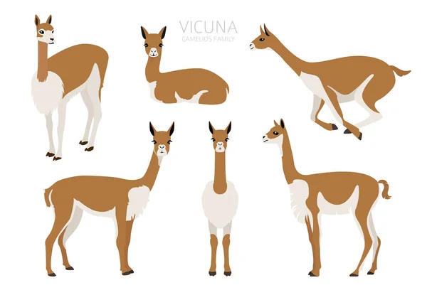 Collection Familiale Camélidés Conception Graphique Vicuna Illustration Vectorielle — Image vectorielle