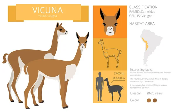 Colección Familia Camelids Diseño Gráfico Vicuna Ilustración Vectorial — Archivo Imágenes Vectoriales