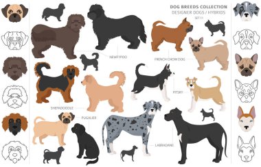 Tasarımcı köpekler, melez melez melez karışık köpek koleksiyonu beyazın üstünde izole edilmiş. Düz stil klipart köpek seti. Vektör illüstrasyonu