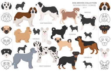 Tasarımcı köpekler, melez melez melez karışık köpek koleksiyonu beyazın üstünde izole edilmiş. Düz stil klipart köpek seti. Vektör illüstrasyonu