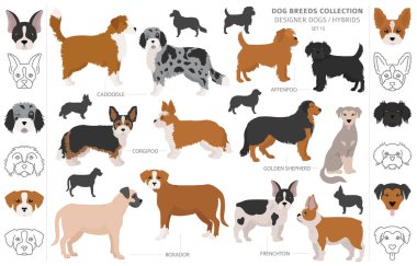 Designer dogs, crossbreed, hybrid mix pooches collection isolated on white. Flat style clipart dog set. Vector illustration clipart
