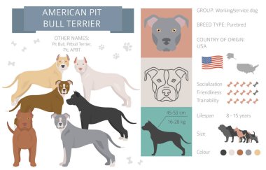 Amerikan pitbull terrier köpeği beyazda izole edilmiş. Karakteristik, renk çeşitliliği, mizaç bilgisi. Köpek bilgi koleksiyonu. Vektör illüstrasyonu
