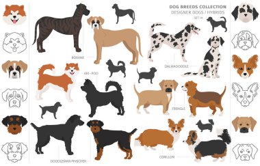 Tasarımcı köpekler, melez melez melez karışık köpek koleksiyonu beyazın üstünde izole edilmiş. Düz stil klipart köpek seti. Vektör illüstrasyonu