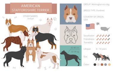 Amerikan personeli teriyer köpeği beyazı izole etti. Karakteristik, renk çeşitliliği, mizaç bilgisi. Köpek bilgi koleksiyonu. Vektör illüstrasyonu