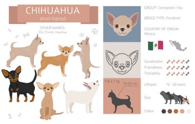 Chihuahua 'lı kısa kaplamalı köpek beyazı izole etti. Karakteristik, renk çeşitliliği, mizaç bilgisi. Köpek bilgi koleksiyonu. Vektör illüstrasyonu
