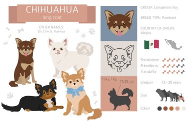 Chihuahua uzun kaplamalı beyaz köpek. Karakteristik, renk çeşitliliği, mizaç bilgisi. Köpek bilgi koleksiyonu. Vektör illüstrasyonu