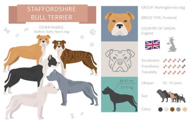 Staffordshire boğa teriyeri köpeği beyazı izole etti. Karakteristik, renk çeşitliliği, mizaç bilgisi. Köpek bilgi koleksiyonu. Vektör illüstrasyonu