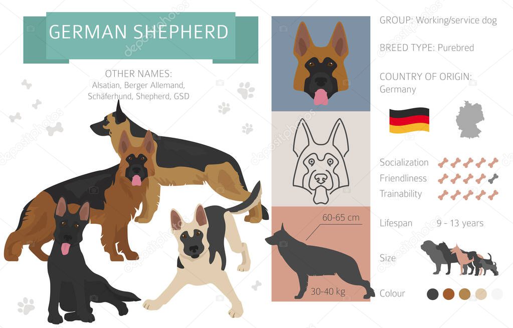 German shepherd dog isolated on white. Characteristic, color varieties, temperament info. Dogs infographic collection. Vector illustration