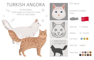 Türk Angora Kedisi zirvesi. Tüm ceket renkleri ayarlandı. Tüm kediler karakteristik bilgi kaynaklarına sahiptir. Vektör illüstrasyonu