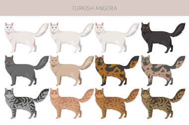 Türk Angora Kedisi zirvesi. Tüm ceket renkleri ayarlandı. Tüm kediler karakteristik bilgi kaynaklarına sahiptir. Vektör illüstrasyonu