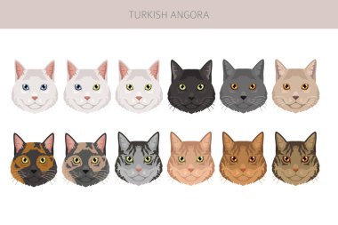 Türk Angora Kedisi zirvesi. Tüm ceket renkleri ayarlandı. Tüm kediler karakteristik bilgi kaynaklarına sahiptir. Vektör illüstrasyonu