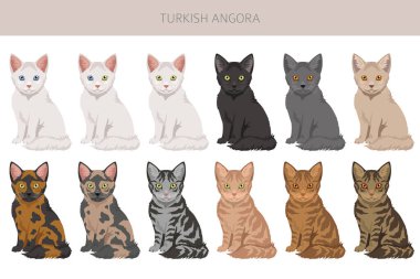 Türk Angora Kedisi zirvesi. Tüm ceket renkleri ayarlandı. Tüm kediler karakteristik bilgi kaynaklarına sahiptir. Vektör illüstrasyonu