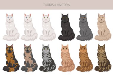 Türk Angora Kedisi zirvesi. Tüm ceket renkleri ayarlandı. Tüm kediler karakteristik bilgi kaynaklarına sahiptir. Vektör illüstrasyonu