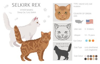 Selkirik Rex Kedi Klibi. Tüm ceket renkleri ayarlandı. Tüm kediler karakteristik bilgi kaynaklarına sahiptir. Vektör illüstrasyonu